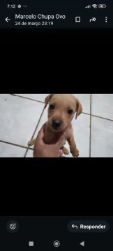 Filhote de cachorro