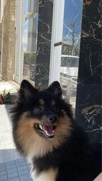 Spitz Alemão Fêmea 