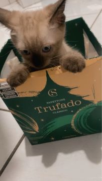 Gatinho Siamês disponível para adoção