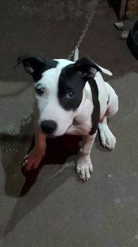 Filhote de Pitbull 