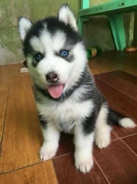 Husky Siberiano Beleza e Personalidade 