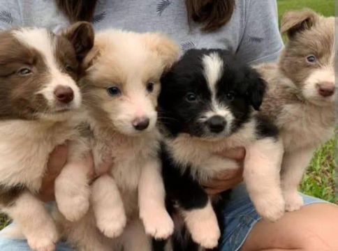 filhotes de Border Collie | loja física em São Paulo 