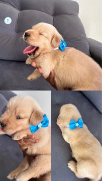 Filhotes Golden Retriever - Lindos e Carinhosos!
