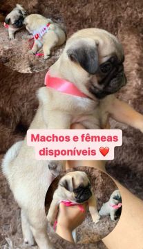 pug