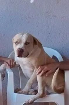  Estou doando um Pitbull  dócil 