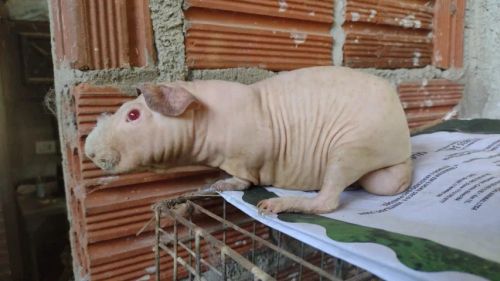 Porquinho da Índia Sem pelos Skinny Himalaio reprodutor