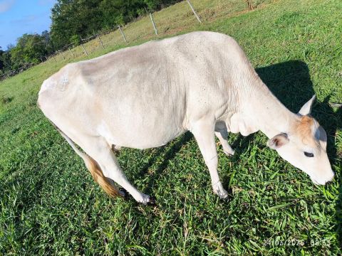 Vaca leiteira 
