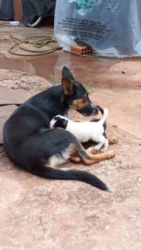 Mãe e filhote de cachorro para adoção!