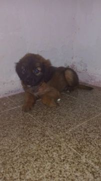 Filhote para adoção fêmeas