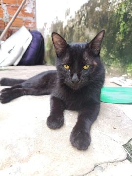 Gato preto para adoção
