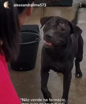 Cachorro castrado para adoção responsável 