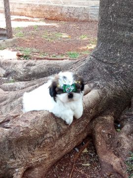 Machinho de Shitzu 