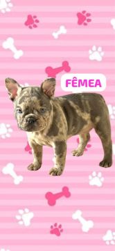 Filhote de Bulldog Francês Fêmea
