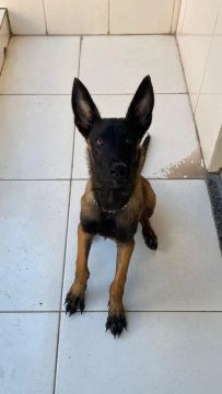 Filhote de Pastor Belga Malinois 