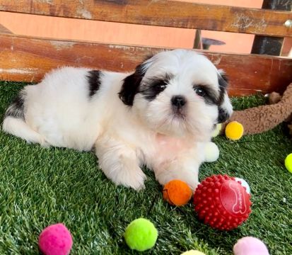 Shihtzu- Filhotes com olhar encantador 