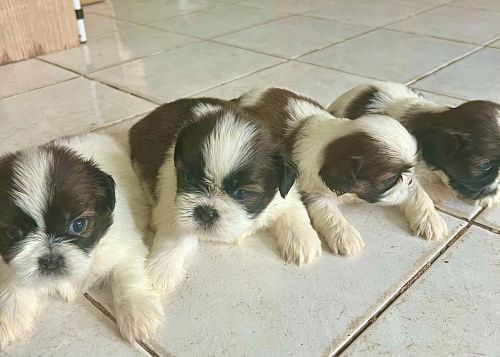 Filhotes ShihTzu