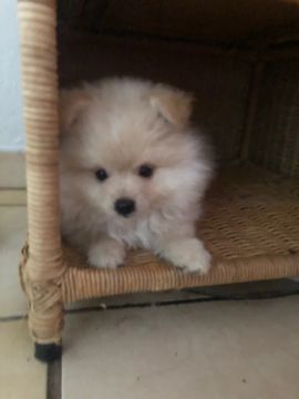 Spitz Alemão filhote