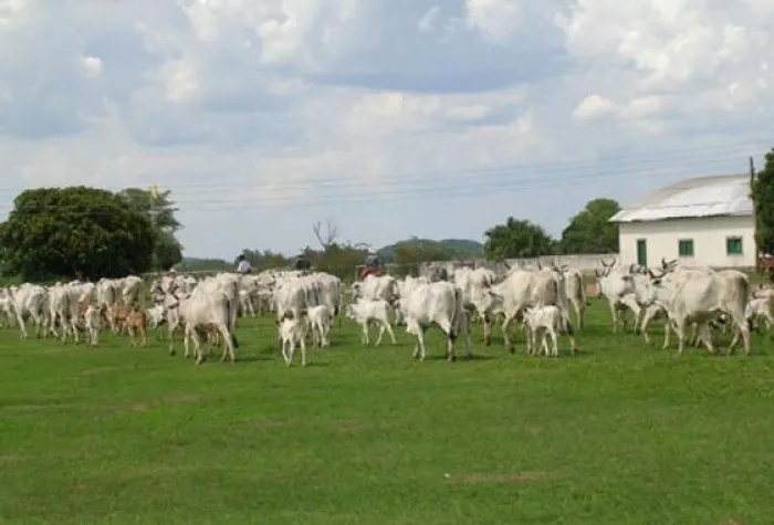 Fazenda em Miranda Corumbá - MS