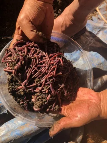 Minhocas bom preço e ensino grátis manejo como criar minhocas, pesca, produção de humus.