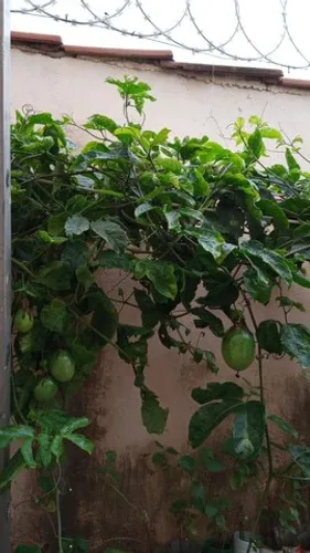 vende- se lindas mudas maracujá azedo