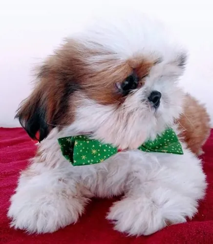 Shih-tzu machos a partir de 550 Fêmea branca/Dourada por 1200