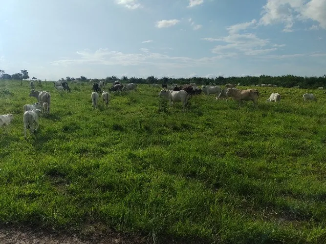 Br 316 125 hectares fazendola por 3.2 milhões de reais há 25 km de Castanhal