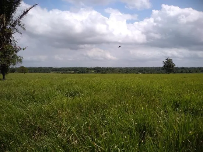 75 hectares a 60 km de Castanhal-Pará, por 1.3 milhão de reais