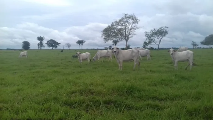87 alqueires fazenda pronta e documentada por R$ 5.5 milhões