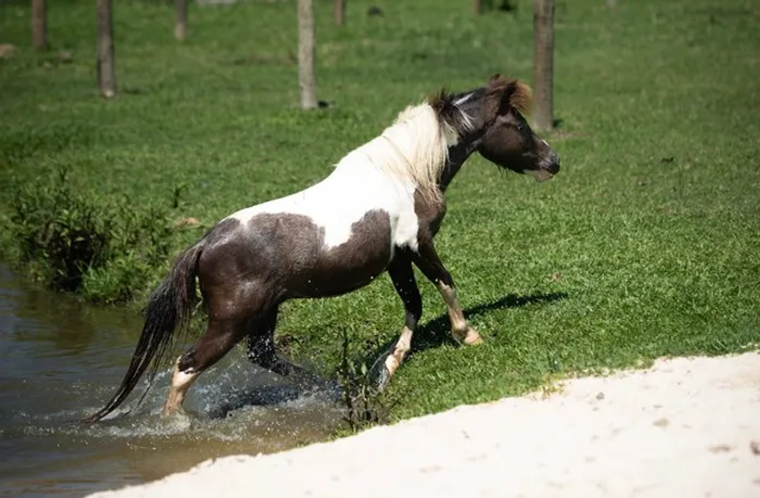 Pônei Macho 