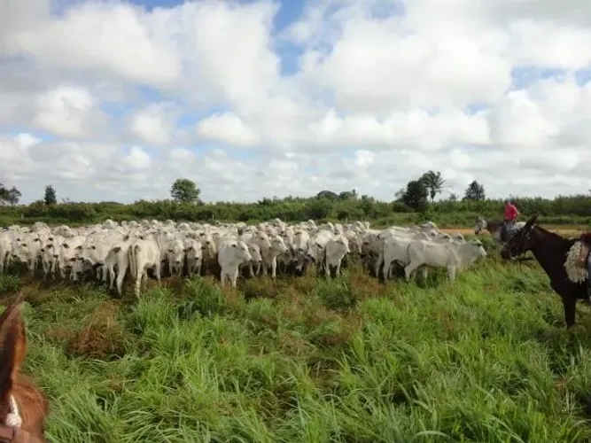 550 hectares fazenda pronta há 200 km de Belém do Pará