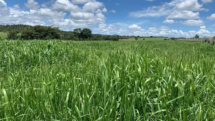 Fazenda de 52 alqueires em Niquelandia-Go