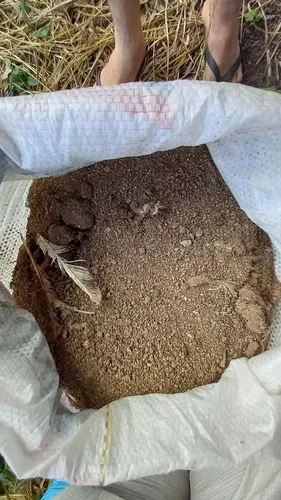 Esterco de Cama de aviário