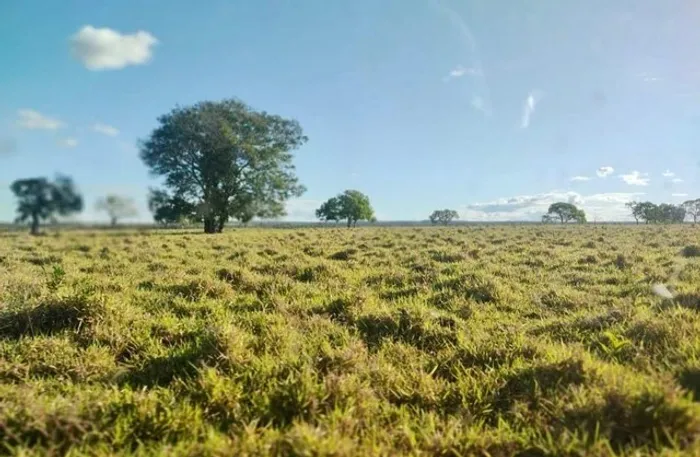 Fazenda entre Paraíso e Palmas. Lavoura.
