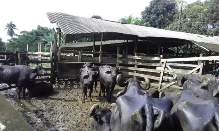 Fazenda 553 hectares fica a 135 km de Belém toda documentada R$5 milhões