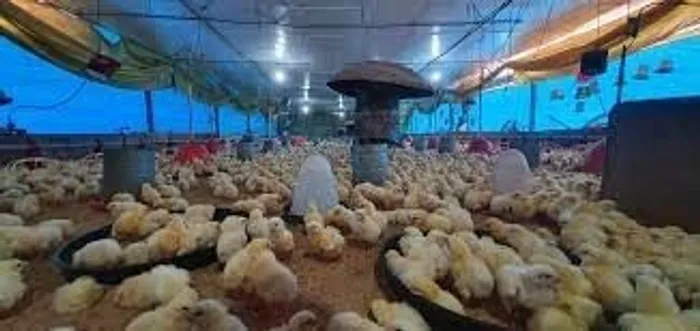 Granja pronta pra 120 mil bicos em funcionamento