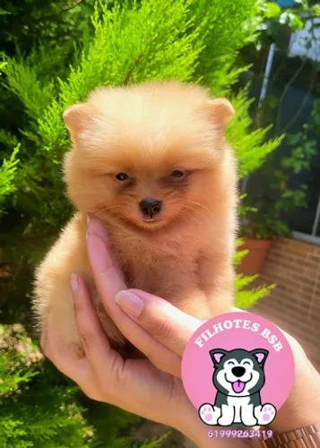 Spitz Alemão ( Lulu da Pomerânia) Anão - Pedigree CBKC - 12x sem juros