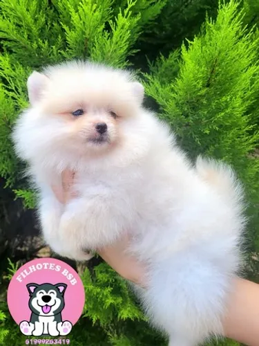 Spitz Alemão ( Lulu da Pomerânia) Anão - Pedigree CBKC - 12x sem juros