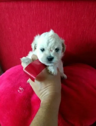 Miniatura de poodle toy disponível para entrega imediata 