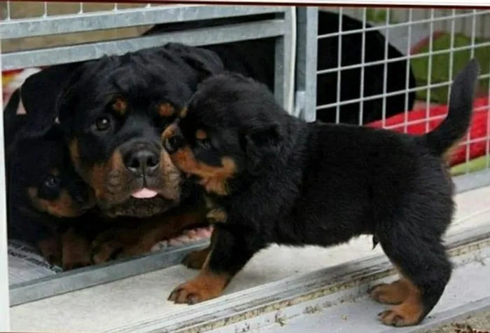 Rottweiler alemão os mais lindos do Brasil