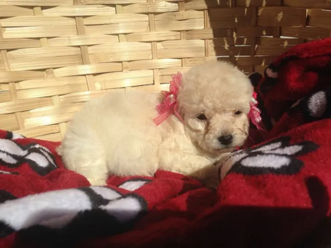 Venha já se apaixonar por essas bolinhas de pêlos miniatura, poodle toy belíssimos 