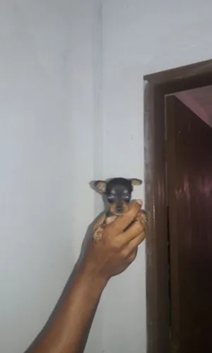 Miniaturas de pinscher zero esperando por vc aqui