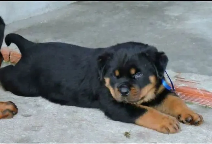 Os maiores big alemão está aqui, rottweiler sucesso total