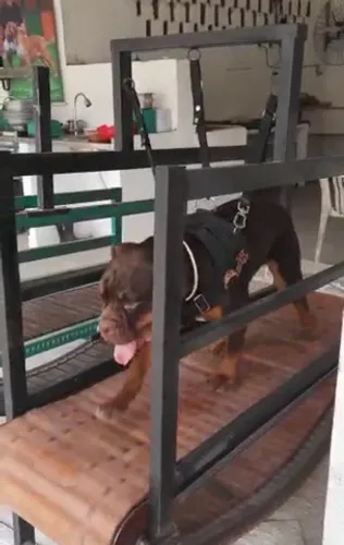 Hospedagem Pet Hotel Dog