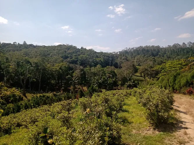 Recanto das magnólias plantações ornamentais