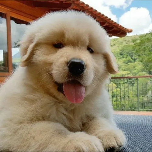 Golden retriever uma amor incondicional feito pra vc 