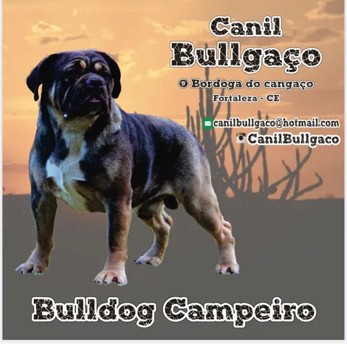 Pet Villa Bullgaço Hotel Hospedagem Cães