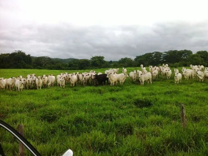 R$ 3.5 milhões 200 hectares há 65 km de Castanhal pronta
