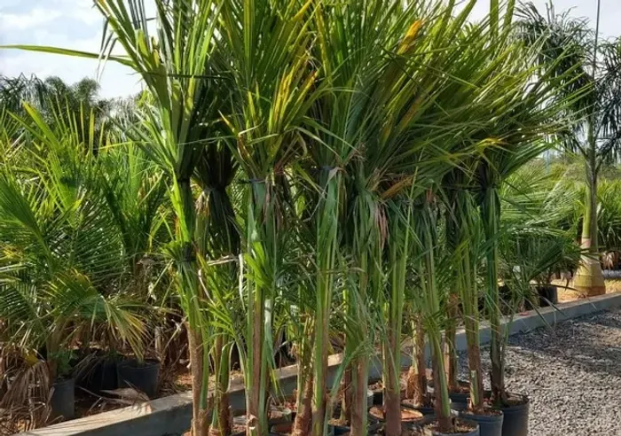 ? MUDAS DE COCO ANÃO LEGÍTIMO EM GOIÂNIA - PRODUÇÃO PRECOCE!