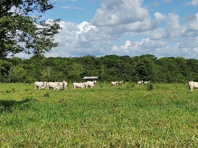 81 alqueires com 60 alqueires de abertura por 2.300.000,00