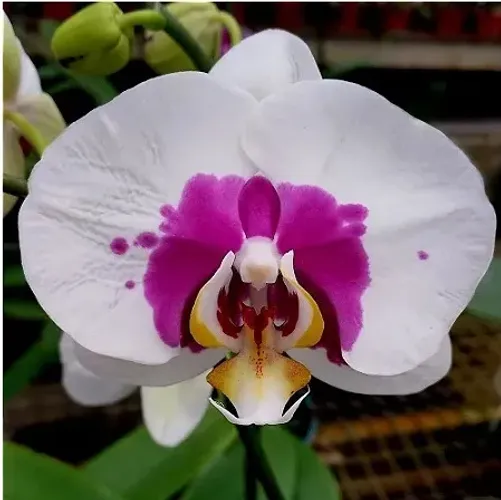 NPK para Orquídeas - Adubo Agroecológico